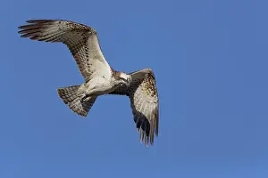 Raptor Bird Species Prints: Osprey