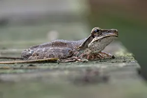 South American Amphibians Prints: Osteocephalus planiceps