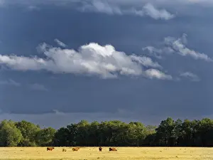Netherlands Landscape Prints: Oudemolense Veld