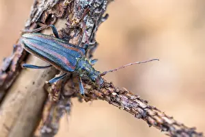 Oxymirus cursor Print, Schulterbock Beetle Imago