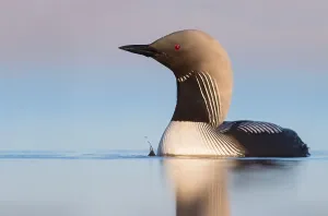 North America Waterfowl Prints: Pacific Loon, Gavia pacifica