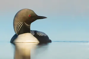 North America Waterfowl Prints: Pacific Loon, Gavia pacifica