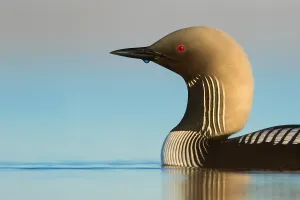Alaska Wildlife Photos Prints: Pacific Loon, Gavia pacifica