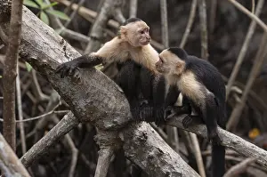 Central America Animals Prints: A pair of white-faced capuchin monkeys
