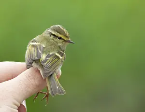 Leaf Warbler Species Prints: Pallas's leaf warbler (Phylloscopus proregulus)