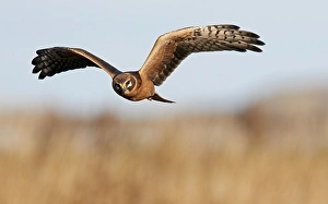 Wildlife Raptor Photos Prints: Palllid Harrier, Circus macrorus