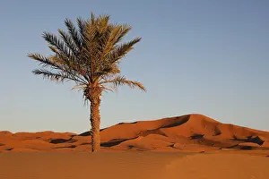 Morocco Landscape Photography Prints: Palm tree in Morocco