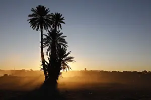 Sahara Desert Palm Trees Prints: Palm tree in Morocco