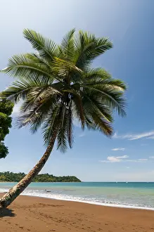 Costa Rica Beach Scenery Prints: A palm tree on a pristine tropical beach