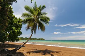Pacific Ocean Landscape Photography Prints: A palm tree and its shadow on a pristine sandy beach