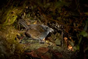 Tropical Forest Wildlife Prints: Paramo Tapaculo, Scytalopus opacus