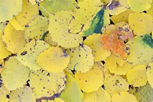 Pattern of autumn leaves