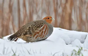 Dutch Wildlife Images Prints: Perdix perdix