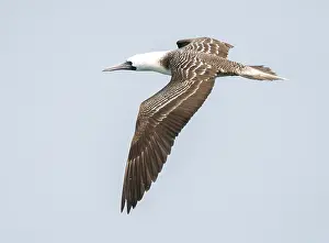 Peruvian Booby Prints: Peruvian Booby, Sula variegata