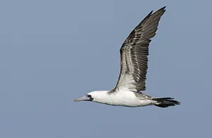 Peruvian Booby Prints: Peruvian Booby (Sula variegata)
