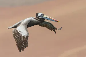 Peruvian Wildlife Images Prints: Peruvian Pelican