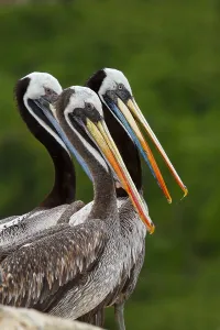 Peruvian Wildlife Images Prints: Peruvian Pelican