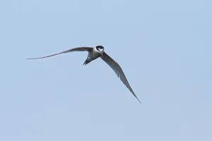 Peru Bird Species Prints: Peruvian Tern