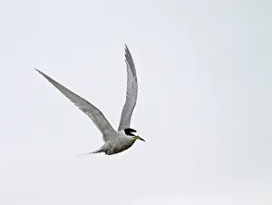 Framed Print : Peruvian Tern Print in Flight over Agami Framed Print : Peruvian Tern Print in Flight over Agami