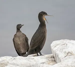 Threatened Animal Species List Prints: Phalacrocorax neglectus
