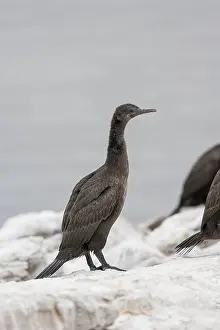 Wahlberg's Cormorant Print, Lambert's Bay Coast