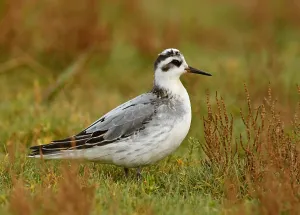 Agami Print of Red Phalarope (Phalaropus fulicarius)