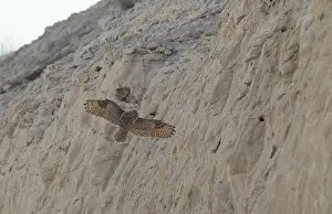Pharao Eagle-Owl, Bubo ascalaphus