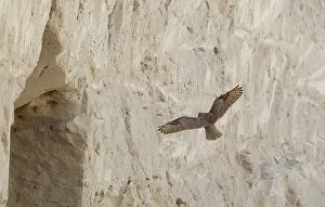 Pharao Eagle-Owl, Bubo ascalaphus
