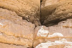 Pharaoh Eagle-Owl, Bubo ascalaphus
