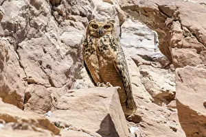 Middle East Wildlife Prints: Pharaoh Eagle-Owl, Woestijnoehoe, Bubo ascalaphus ascalaphus