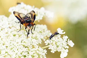 German Wildlife Fauna Prints: Phasia hemiptera