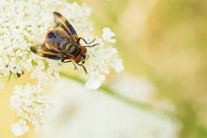 Phasia hemiptera