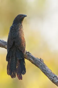 Island Wildlife Photography Prints: Pheasant Coucal, Centropus phasianinus