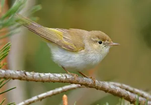 Images Dated 22nd May 2021: Phylloscopus bonelli Print from Agami