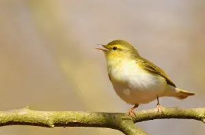 Woodland Bird Species Prints: Phylloscopus sibilatrix