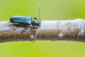 Phymatodes rufipes Print - Germany Beetle Image