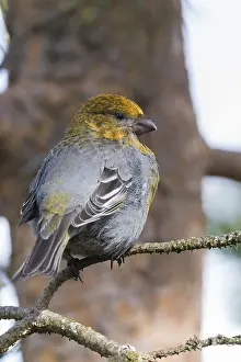 Finnish Wildlife Animals Prints: Pine Grosbeak