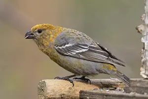 Pine Grosbeak Prints: Pine Grosbeak