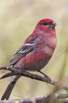 Finnish Wildlife Prints: Pine Grosbeak
