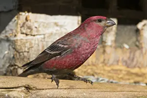 Pine Grosbeak Prints: Pine Grosbeak