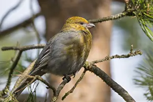 Pine Grosbeak Prints: Pine Grosbeak