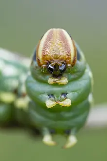 Lepidoptera Images Prints: Pine Hawk-moth; Sphinx pinastri