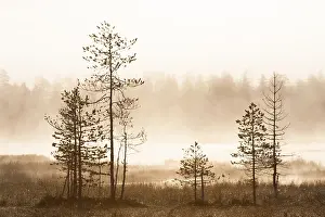 Taiga Forest Scenery Prints: Pine trees in taiga fores