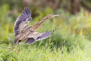 Central American Bird Species Prints: Pinnated Bittern, Botaurus pinnatus