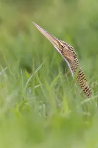 Central American Bird Species Prints: Pinnated Bittern, Botaurus pinnatus
