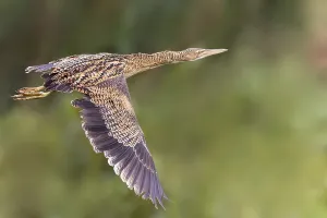 Central American Bird Species Prints: Pinnated Bittern, Botaurus pinnatus