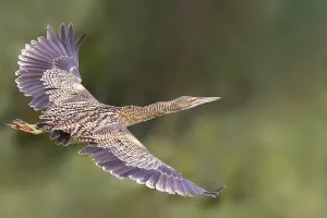 Agami Print of Pinnated Bittern in El Salvador