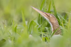 Nature Photography America Prints: Pinnated Bittern, Botaurus pinnatus
