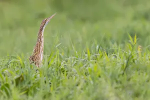 Nature Photography America Prints: Pinnated Bittern, Botaurus pinnatus