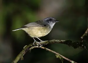 Brazilian Wildlife Images Prints: Plain Antvireo, Dysithamnus mentalis